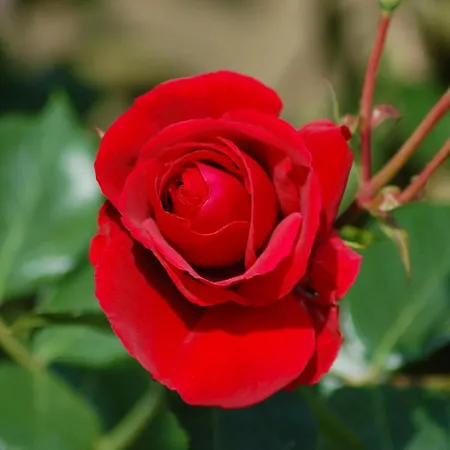 Ferienbauernhof Liesenberg Meerblickhaus Strandmuschel *