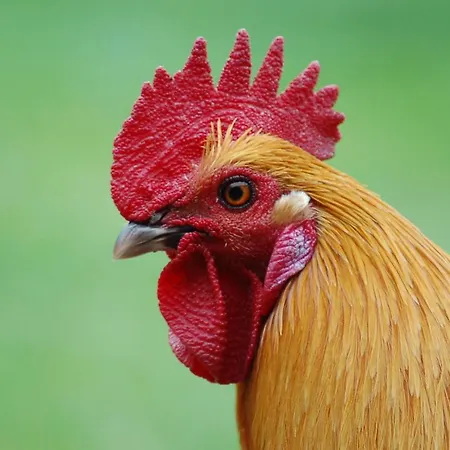 Prázdninový dům Ferienbauernhof Liesenberg Meerblickhaus Strandmuschel Fehmarn